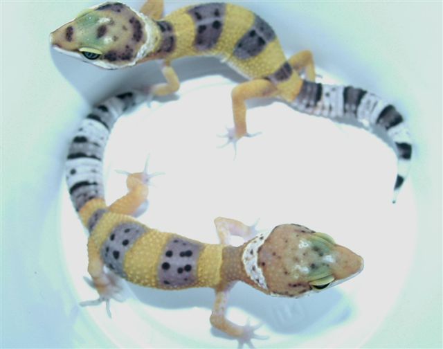 frick and frack -- clutchmates
