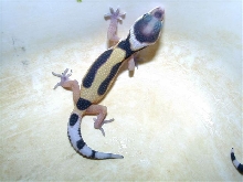 jungle baby leopard gecko