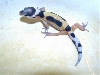 jungle leopard gecko baby