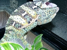 rosco showing colors