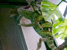 rosco 2