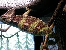 rosco 3