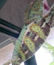 rosco 4