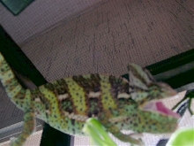 rosco 5