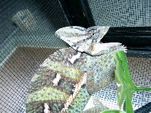 rosco 6