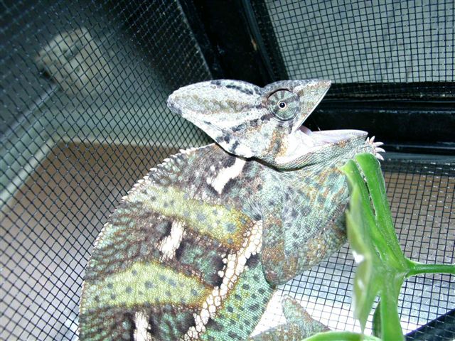 rosco 6
