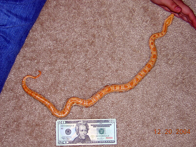 Albino Female Burm