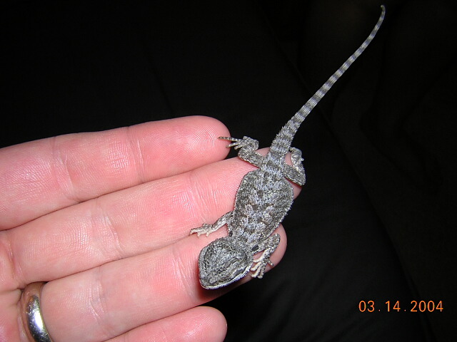 Squishy our new baby beardie
