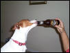 drunkidiot