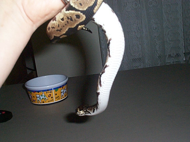 granite python belly