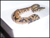 pastel male
