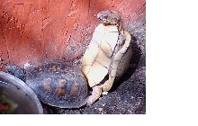 Box Turtles Mating???