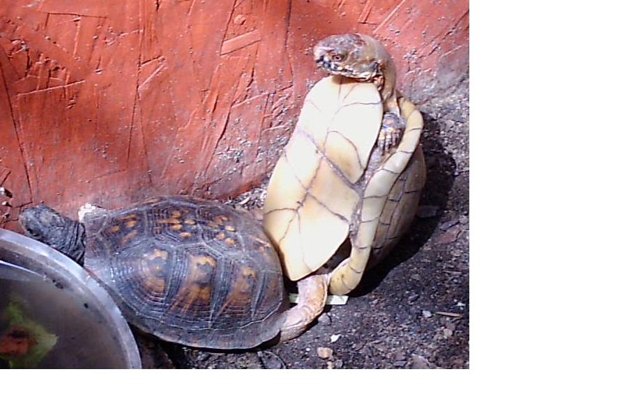 Box Turtles Mating???