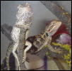 spike & thorn