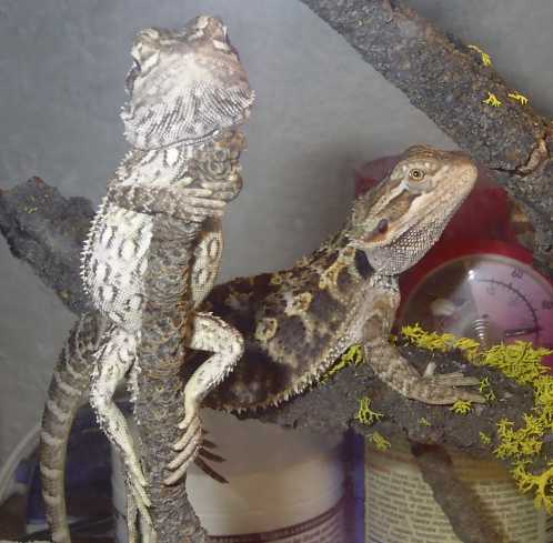 spike & thorn