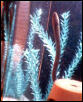 unknownfish