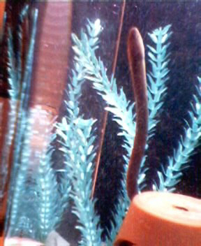 unknownfish