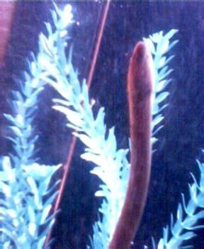 unknown2
