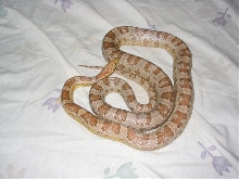 ghostmale