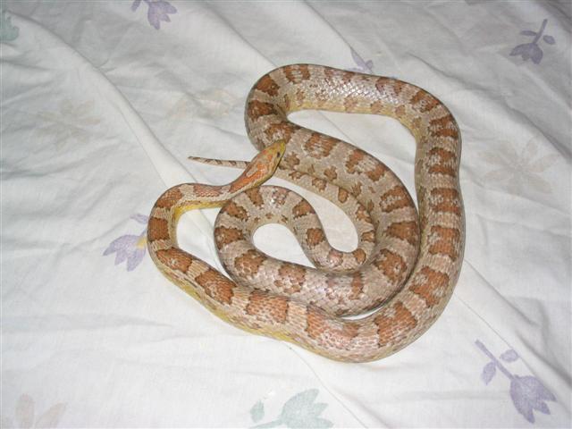 ghostmale