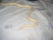 snowfemale