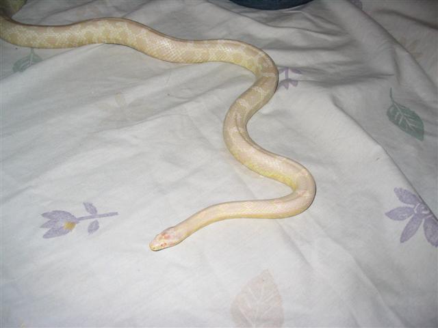 snowfemale