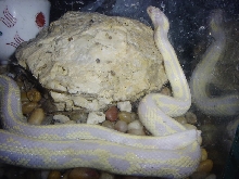 Found Albino Cali King