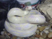Albino Snake