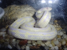 Side View of Albino Snake