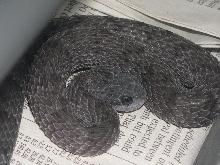 Axanthic Atheris squamigera