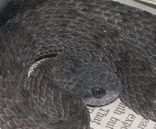 Axanthic Atheris squamigera