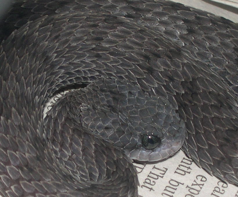Axanthic Atheris squamigera