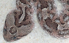 Bitis caudalis