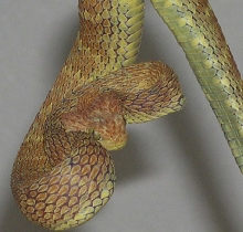 Red/Yellow  Atheris squamigera