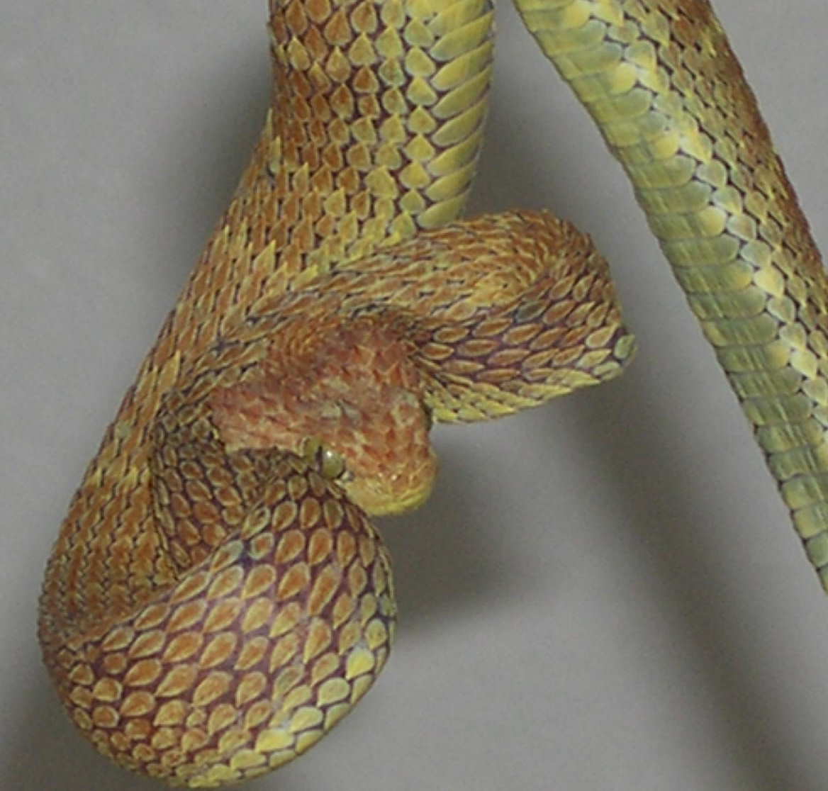 Red/Yellow  Atheris squamigera