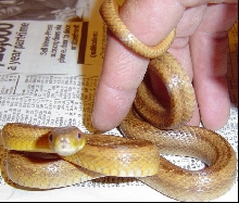 Female Everglades Rat