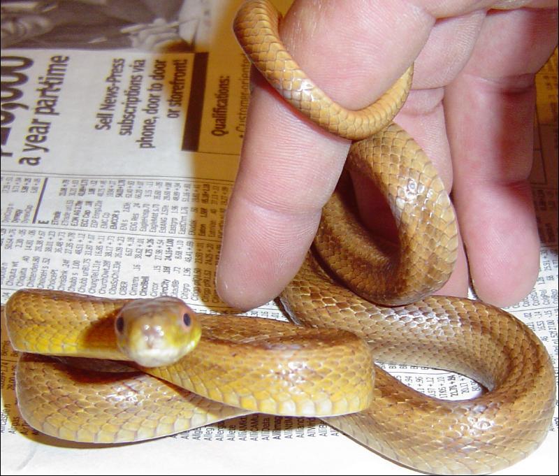 Female Everglades Rat