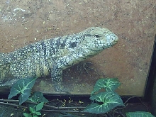 Bolivian Tegu