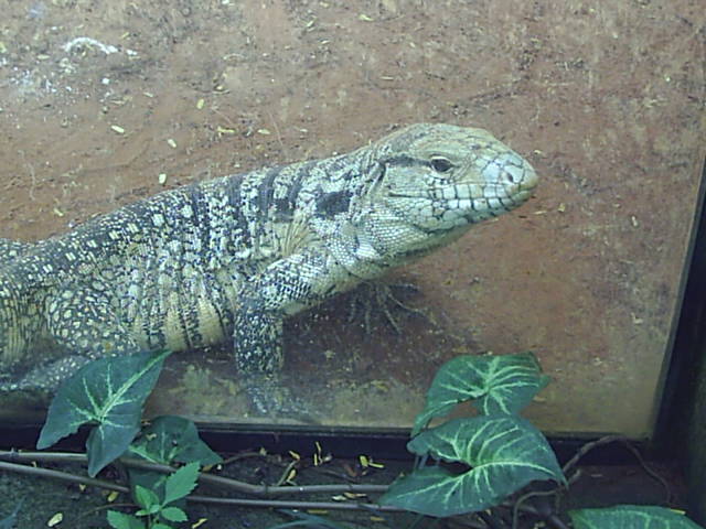 Bolivian Tegu