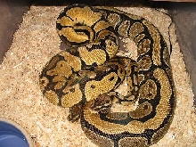 Breeding 2004