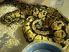 Breeding 2004