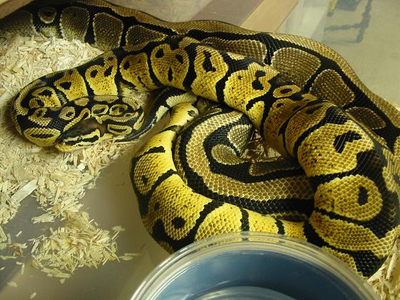 Breeding 2004