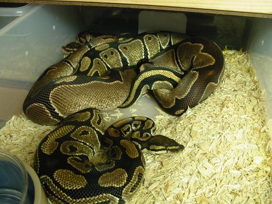 Breeding 2004