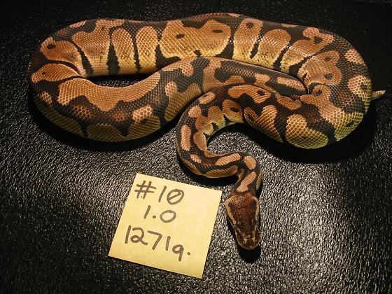 pastel 10