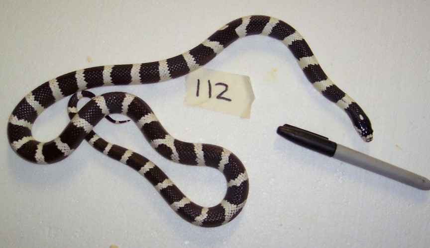 1 yr old BW bnd