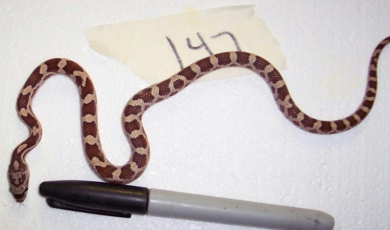 baby okeetee het 2