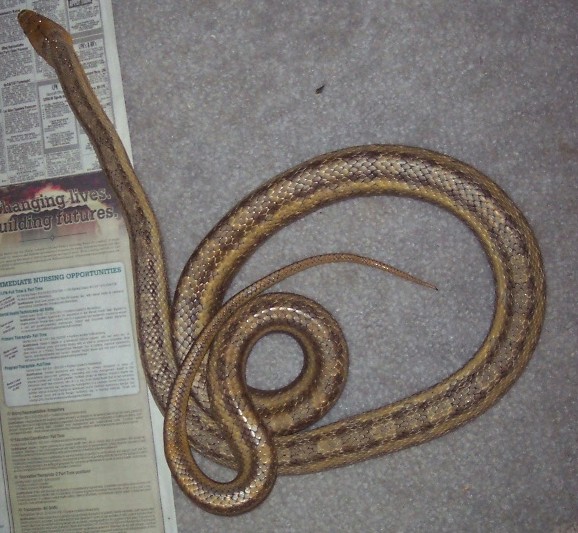 Big Green Female