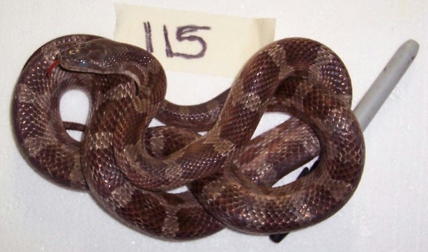 115
