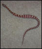 Little Het