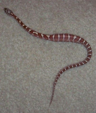 Little Het